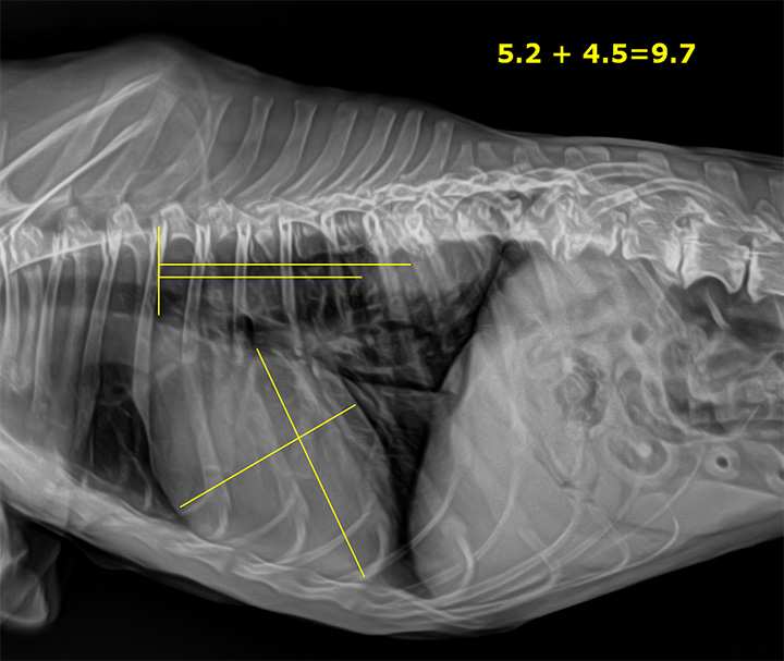Veterinary Digital X-Ray
